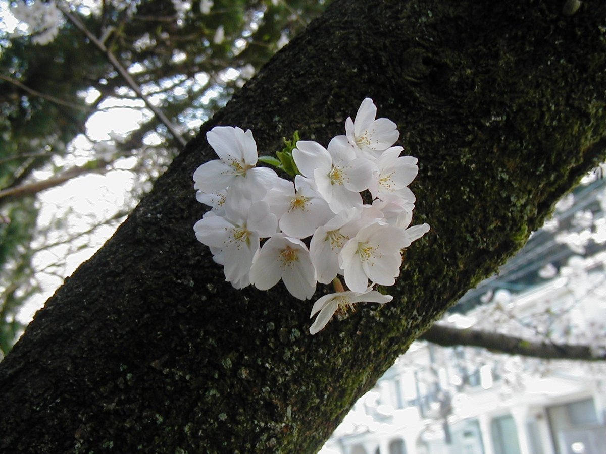 フォト俳句 ５２ 桜湯や宴に香気のあふれたる Openmatome