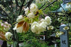 白峯神宮の桜特集 ～黄緑色の桜「鬱金（ウコン）」で知られる｜MKタクシー