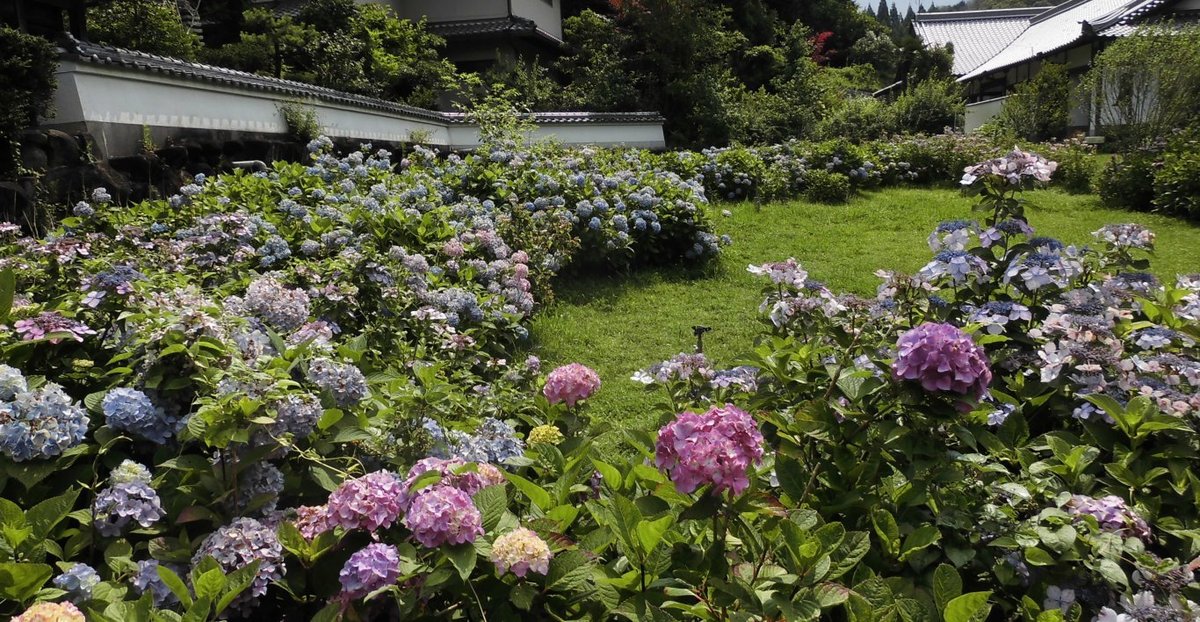 アジサイ特集 奈良 長弓寺 霊山寺など Mkタクシー Openmatome