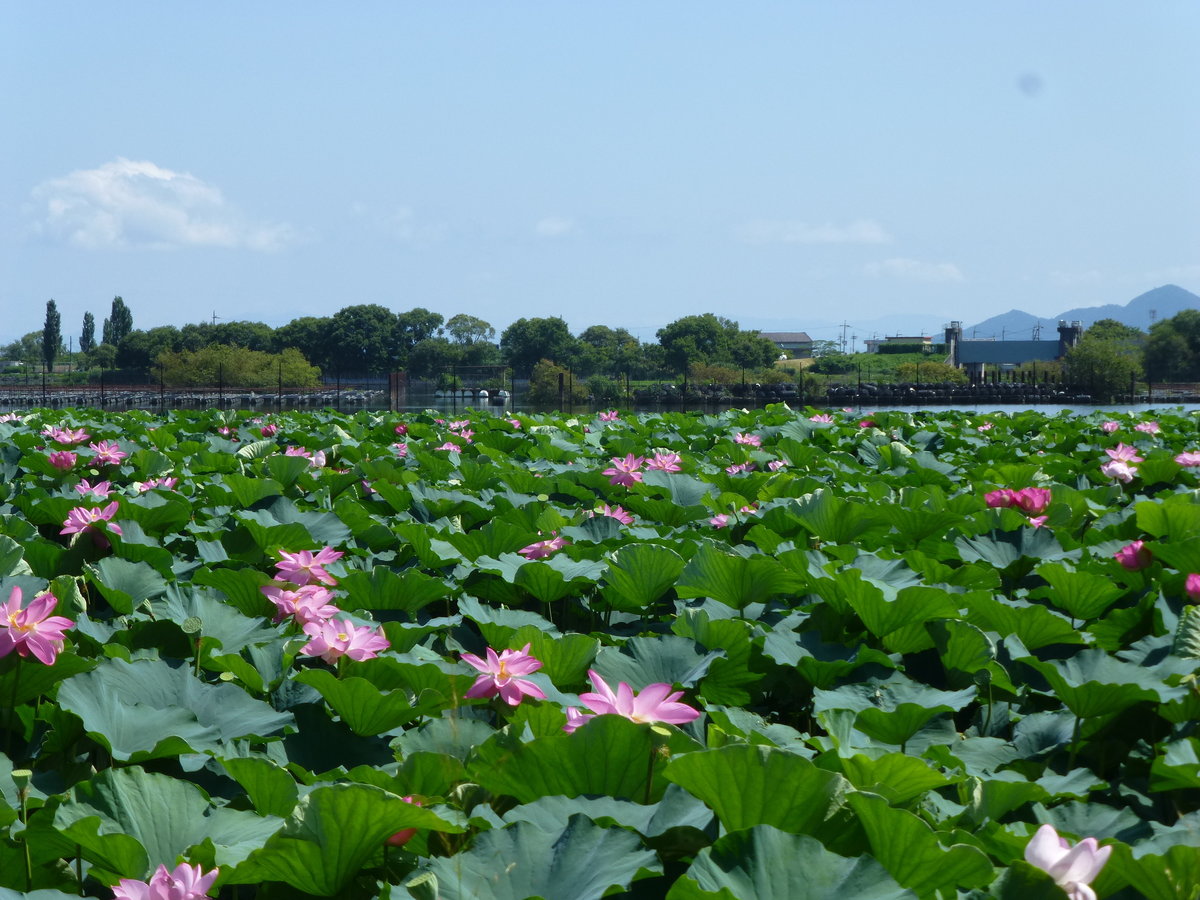 草津市立水生植物公園みずの森 隣接の蓮池の危機 Openmatome