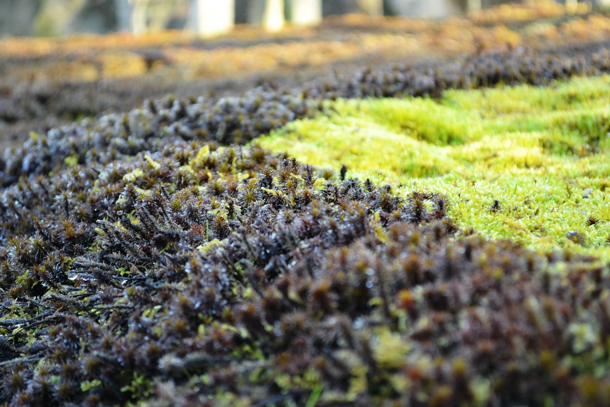 智積院の苔 苔が織りなす冬の不思議な文様 Openmatome