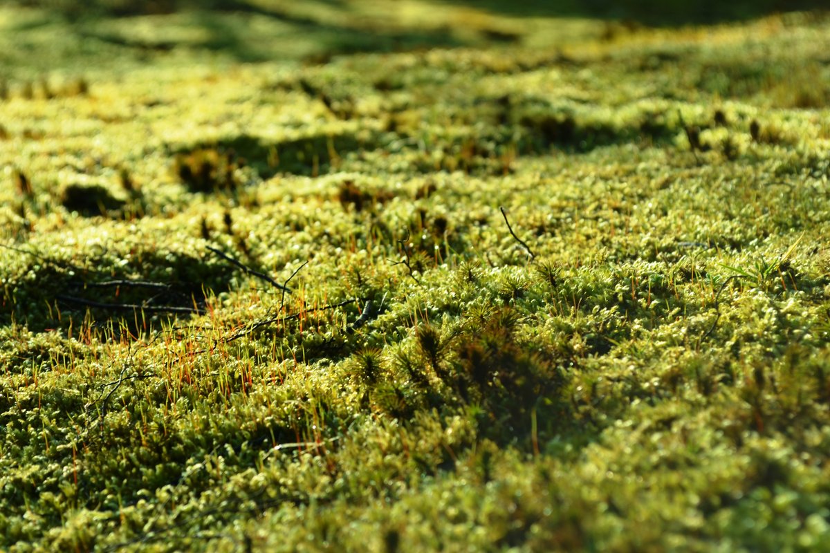 智積院の苔 苔が織りなす冬の不思議な文様 Openmatome