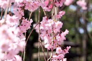 退蔵院の桜特集 ～名庭として知られる余香苑を華やかに彩る八重紅枝垂桜