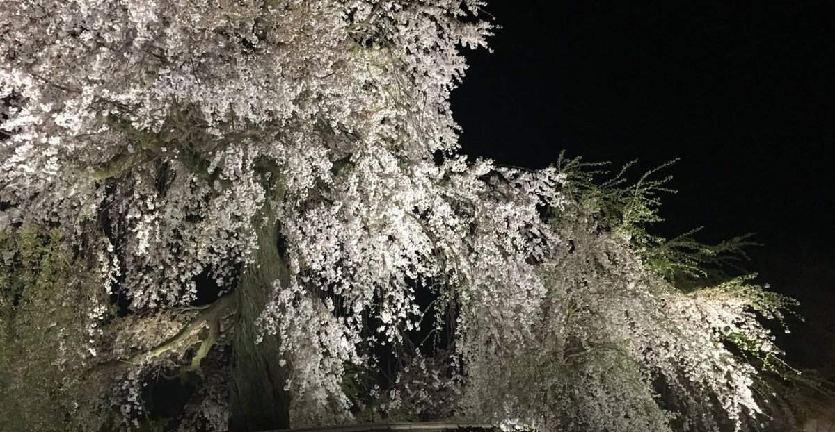 円山公園の桜特集 ～京都で最も有名な桜「祇園枝垂桜」｜MKタクシー 