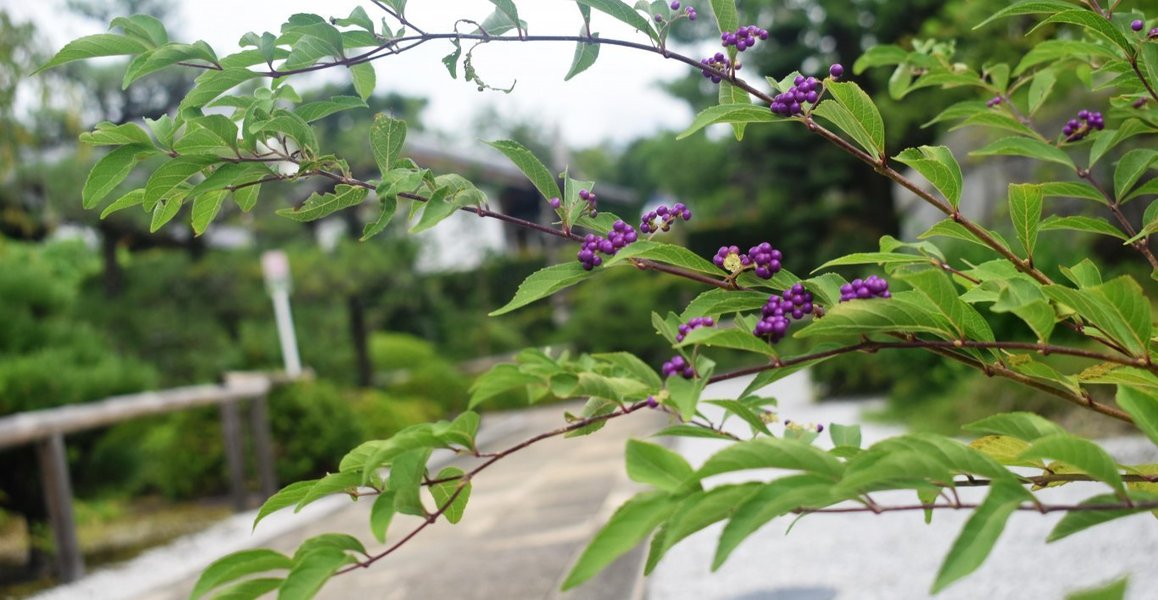 紫式部 ムラサキシキブ 小紫 コムラサキ の特集 洛中 紫で庭に彩りを添える Mkタクシー Openmatome
