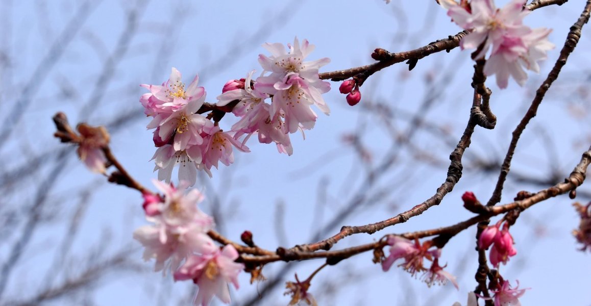 十月桜（ジュウガツザクラ）特集【洛中】 ～京都御苑/二条公園｜MK 