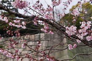 二条城の桜特集 ～50種380本もの桜が咲く「桜の園」と「清流園」｜MKタクシー