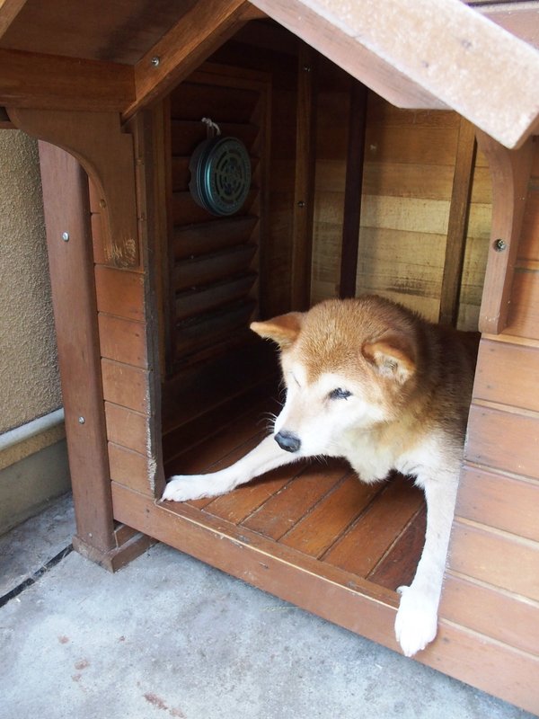 フォト俳句 465 犬小屋に風鈴のごと蚊取皿 Openmatome