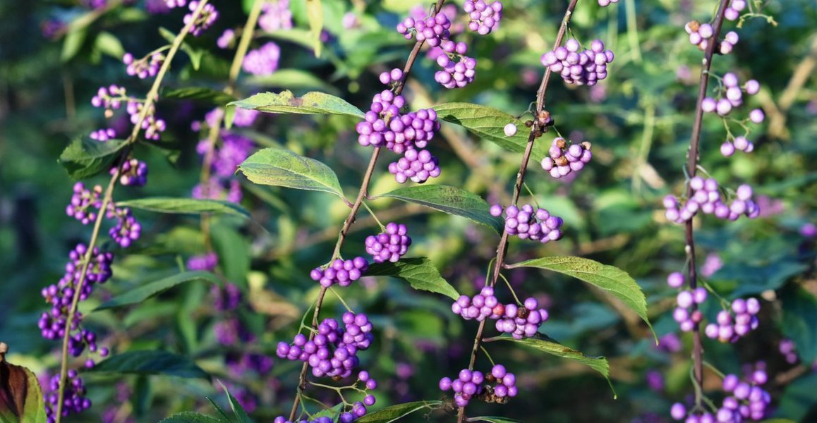 紫式部 ムラサキシキブ 小紫 コムラサキ の特集 洛中 紫で庭に彩りを添える Mkタクシー Openmatome
