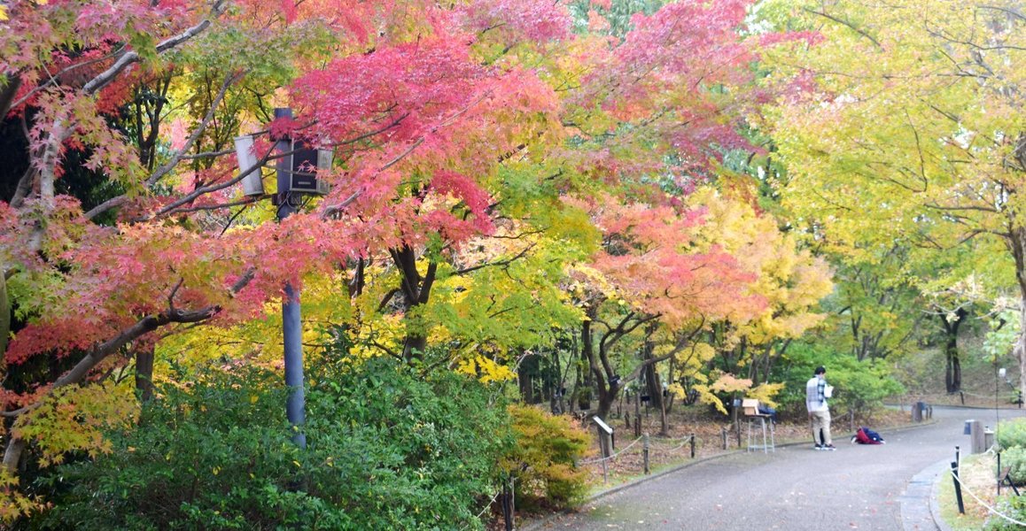 宇治市植物公園の紅葉特集 モミジが彩る 秋のゾーン Mkタクシー Openmatome