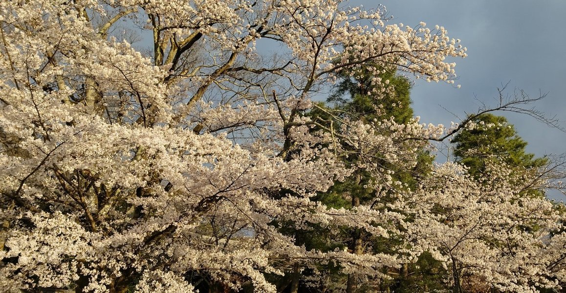 知恩院の桜特集 両側に桜を従える大きな三門 Mkタクシー Openmatome