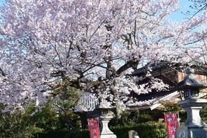 哲学の道の桜特集 ～500本の桜が並ぶ琵琶湖疎水分水路沿いの散策路｜MKタクシー