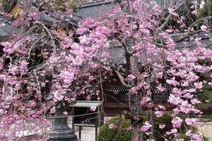 今宮神社の桜特集 ～花鎮めの祭「やすらい祭り」の神社｜MKタクシー