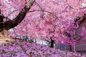 長徳寺の桜特集 ～3月中旬にいち早く開花するオカメ桜/寒緋桜｜MKタクシー