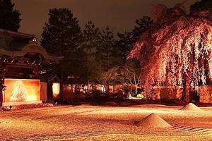 高台寺の桜特集 ～方丈前庭の紅枝垂桜｜MKタクシー