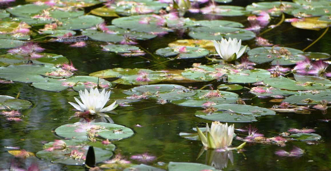 睡蓮 スイレン 特集 洛西 大山崎山荘 長岡天満宮 大原野神社 Mkタクシー Openmatome