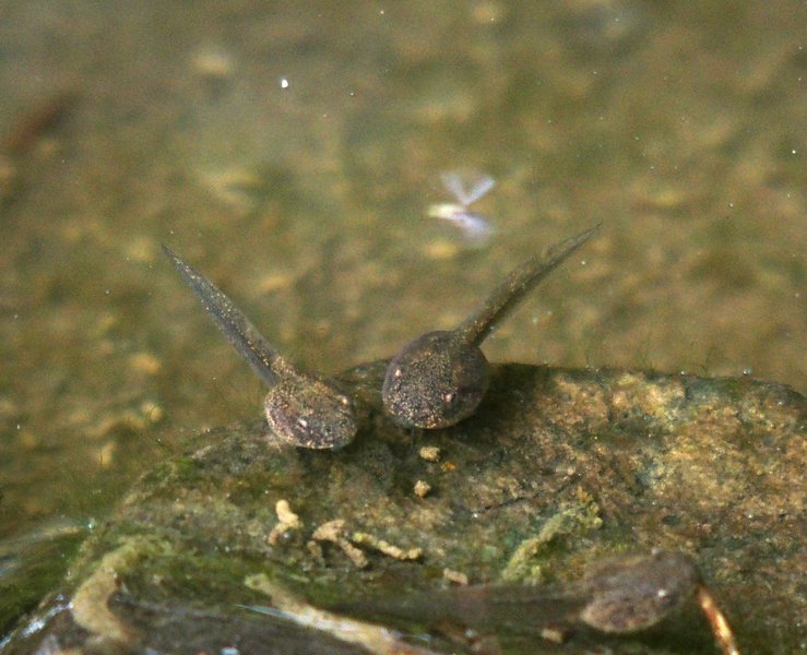 フォト俳句 345 古池の尾ふりダンスや蝌蚪の群れ Openmatome