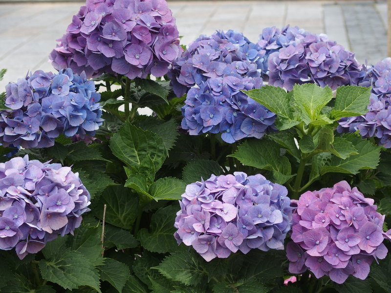 フォト俳句 512 紫陽花や利休鼠にくれ染むる Openmatome