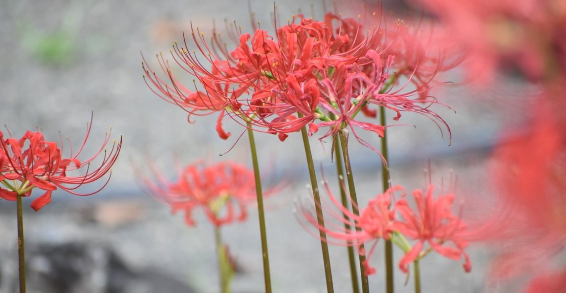 彼岸花 ヒガンバナ 特集 洛北 京都府立植物園 大原など Mkタクシー Openmatome