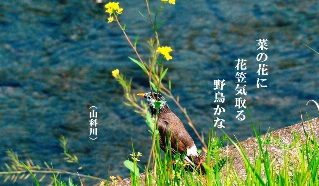 フォト俳句 499 菜の花に花笠気取る野鳥かな Openmatome