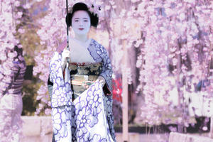 舞妓 大型 芸妓 京都 祇園 着物 ポスター 額装 舞妓さん アート 花見