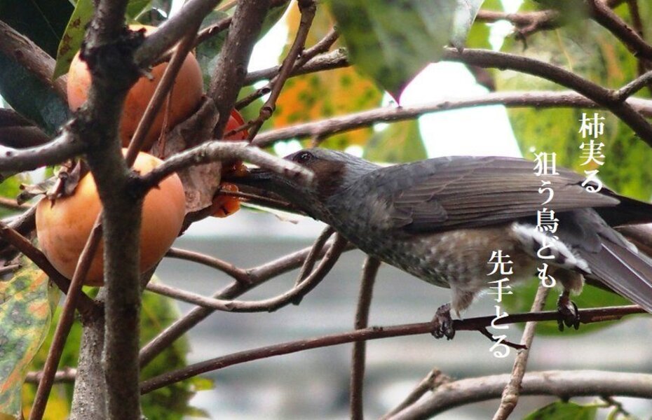 フォト俳句（526）『柿実る狙う鳥ども先手とる』 - OpenMatome